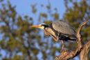 Grey_Heron